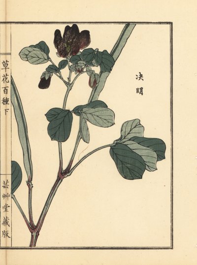 ケツメイシ、センナ、カマツカ。河野梅嶺の手彩色木版画『草花百種』（東京、山田）より。 作： Unbekannter Künstler