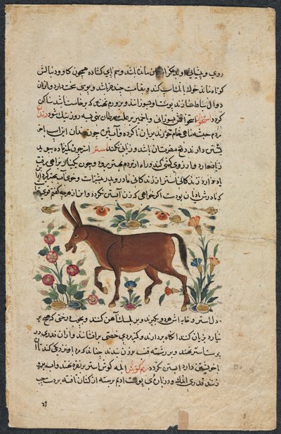 Khar（Ass）、Shahmardan ibn Abial-khayrrのNuzhat-nama-yiala&39;i（Excellent Book of Counsel）から 作： Unbekannt
