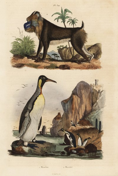 キングペンギン（Aptenodytes patagonicus）1、マンドリル（Mandrillus sphinx）の弱点、2 作： Unbekannt