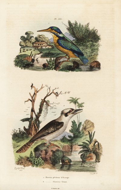 カワセミ（Alcedo atthis）、カワラヒワ（Dacelo novaeguineae）。 作： Unbekannt