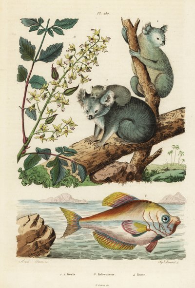 コアラ、Phascolarctos cinereus 1,2、ニスノキ、Koelreuteria paniculata 3、インディアンハンプヘッド、Kurtus indicus 4 コアラ、コルレウテリア、クルテ 作： Unbekannt
