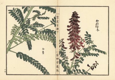 Kouka または kujin, Sophora flavescens.根は漢方で葛根（かっこん）と呼ばれる。河野梅嶺の手彩色木版画『草花百種』より 東京・山田 作： Unbekannter Künstler