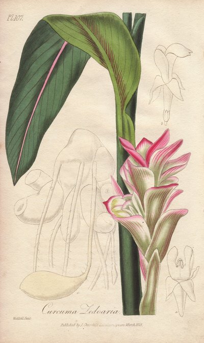 ラ・ゼドワール（Curcuma zedoaria） - ジョン・チャーチルがロンドンで出版した、ジョン・ステファンソンとジェームズ・モース・チャーチルによる「医学植物学、ロンドン、エディンバラ、ダブリンの薬用植物の説明」の挿絵のためのウィリアム・クラークによる強い水。 作： Unbekannter Künstler