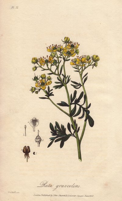La rue des jardin ou rue fetide (Ruta graveolens) - ジョン・ステファンソンとジェームズ・モース・チャーチル著「Botanique medicale, description des plantes medicinales de London, Edinburgh et Dublin」の挿絵としてウィリアム・クラークが描いた水。 作： Unbekannter Künstler