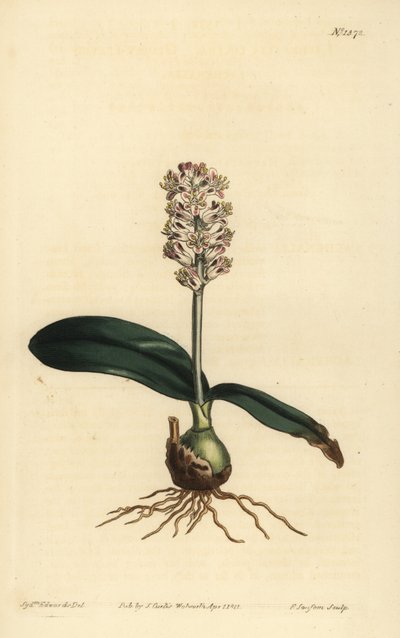 Lachenalia pallida (Glossy leaved lachenalia, Lachenalia lucida) 作： Unbekannt