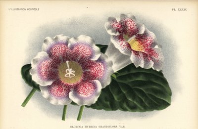 フェルドが育てた大輪のグロキシニア・ハイブリッド。ケーゲルジャンが育てた大輪のグロキシニア、Gloxinia hybrida grandiflora。Jean Linden