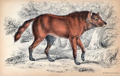 Le loup a criniere, Chrysocyon brachyurus - Charles Hamilton Smith大佐によるNaturalist