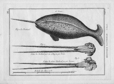 Le narvalin "Painting Encyclopedique et Methodique des trois Regnes de la Nature" by Pierre Joseph Bonnaterre (1762-1804), Paris 1784. 作： Unbekannter Künstler