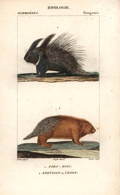 ジャン・ガブリエル・プレットル（1780-1845）作、カーノンケル版、ピエール・ジャン・フランソワ・トゥルパン（1775-1840）編集、フレデリック・キュヴィエ作、自然科学辞典「マンミフェール」のために出版。 作： Unbekannter Künstler