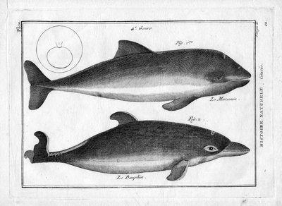 Pierre Joseph Bonnaterre (1762-1804)による "Painting Encyclopedique et Methodique des trois Regnes de la Nature "のイルカとネズミイルカ。1784年パリ。 作： Unbekannter Künstler