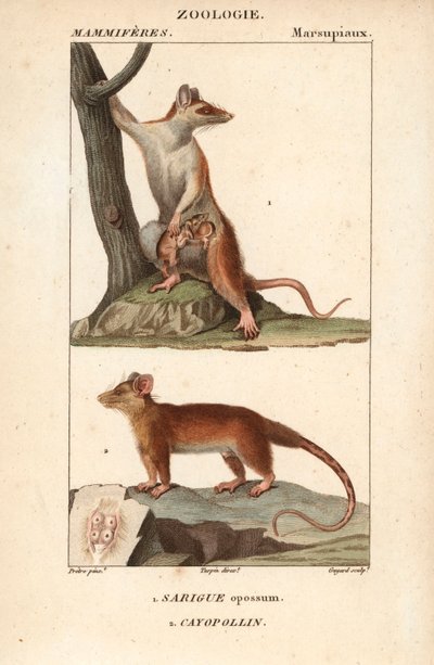 Le sarigue ou opossum et le cayopollin - Eau forte, by Jean Gabriel Pretre (1780-1845), engraved by Carnonkel, for the dictionary of natural sciences: mammals by Frederic Cuvier, edited by Pierre Jean Francois Turpin (1775-1840), published by F.G.Levrault、 作： Unbekannter Künstler