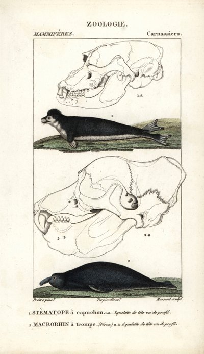 ジャン・ガブリエル・プレットル（1780-1845）作、カーノンケル版、ピエール・ジャン・フランソワ・ターパン（1775-1840）編集、フレデリック・キュヴィエ著「自然科学辞典：哺乳類」のための "Le stematope à capuchon et le macrorhin a trompe ou elephant de mer - Eau forte". 作： Unbekannter Künstler
