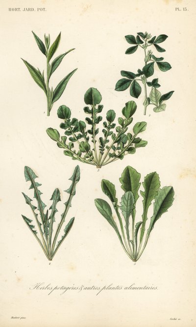 葉物野菜、Herbes potageres 作： Unbekannt