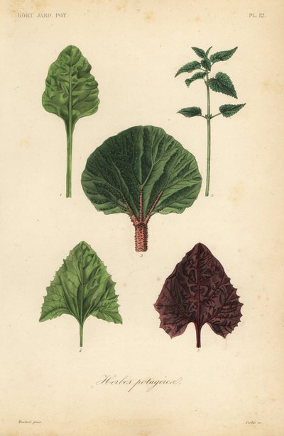 葉物野菜、Herbes potageres 作： Unbekannt