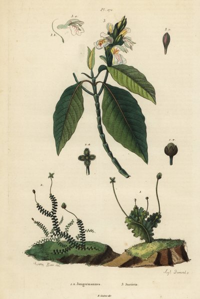 葉状の liverworts である Jungermannia epiphylla 1 と Jungermannia asplenoides 2、Malabar nut or adulsa, Justicia adhatoda 3。ユンゲルマニア、ジャスティシア 作： Unbekannt