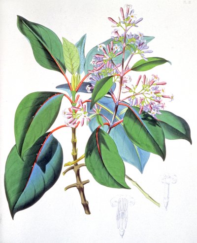 キニーネの木の葉と花 1850年頃（エングレーヴィング） 作： Unbekannter Künstler