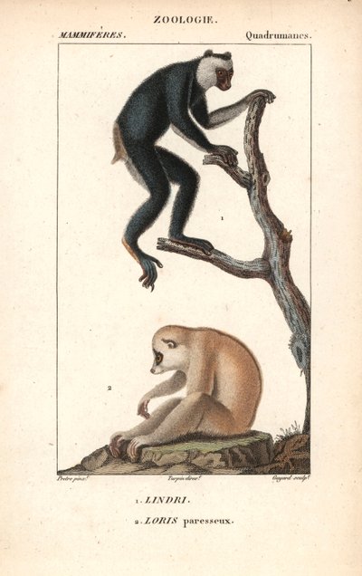 Lemurien indri indri et loris lazy - 石版画、挿絵：ジャン・ガブリエル・プレートル（1780-1885）、編集：ピエール・ジャン・フランソワ・トゥルパン（1775-1840）、フレデリック・キュヴィエの「自然科学辞典」より抜粋、パリ、フランス 作： Unbekannter Künstler