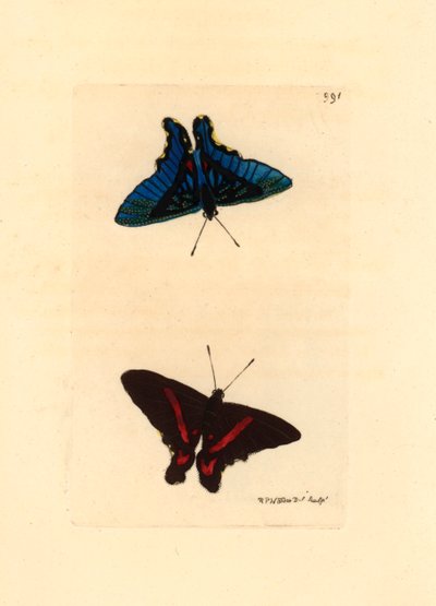 翅から見たレピドプテレ、上部に赤い線があり、雄の裏面は青色、Ancyluris meliboeus -The Naturalist Miscellanyに掲載されたRichard Polydore Nodder (1774-1823)によるリトグラフ。 作： Unbekannter Künstler