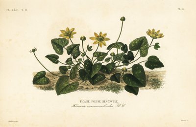 Lesser celandine or pilewort, Ficaria verna, Ficaria ranunculoides, Ficaire fauss renoncule 作： Unbekannt