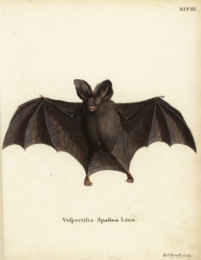 レッサー・ニセヴァンパイア・バット（Megaderma spasma）。Vespertilio spasma Linn.Johann Christian Daniel Schreber