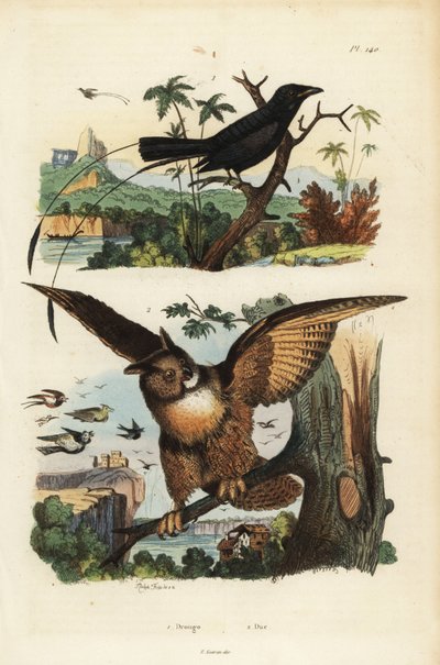 レッサーラケットテールドロンゴ（Dicrurus remifer）、ユーラシアワシミミズク（Bubo bubo）。 作： Unbekannt
