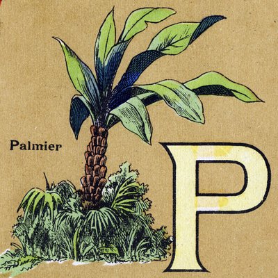 ヤシの木のようなPの文字。イラスト入りのアルファベット。20世紀初頭にジャーヴィル＝ナンシーで再会したイメージ作品。寸法：40 x 29 cm。ビストル地にリトグラフ 作： Unbekannt