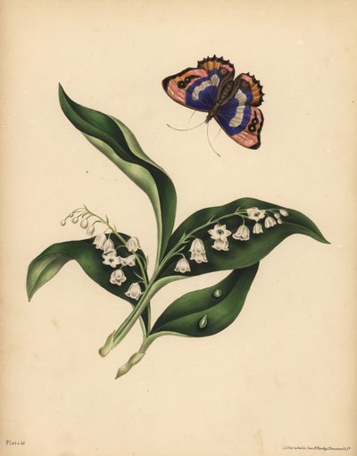 谷間のユリ、Convallaria majalis、純潔と幸福の帰還、紫の皇帝蝶、Apatura iris、魂の不滅性 作： Unbekannt