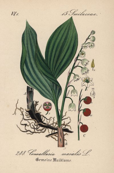 谷間のユリ、Convallaria majalis。ディーデリッヒ・フォン・シュレヒテンダール著『ドイツ植物誌』より。 作： Unbekannter Künstler