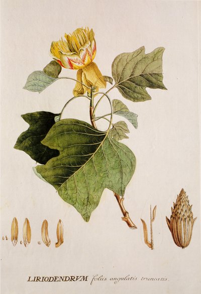 Liriodendron tulipifera/Liriodendron tulipifera/Tulip tree/Tulip tree 作： Unbekannt