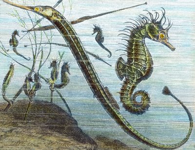 海に生きる 作： Unbekannter Künstler