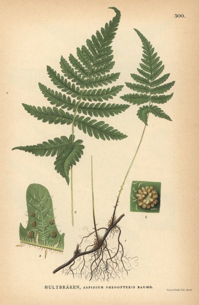 長いブナのシダ、Phegopteris connectilis 作： Unbekannter Künstler