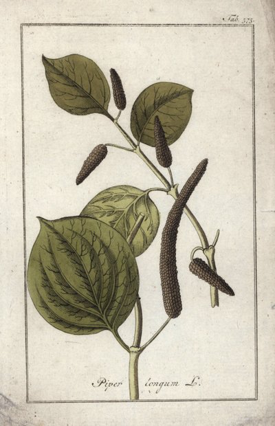 長い胡椒皿（Piper longum）。オランダ、ヨハネス・ゾーン（1739-1799）作 "Afbeelding der Artseny-Gewassen "のリトグラフ。 作： Unbekannter Künstler