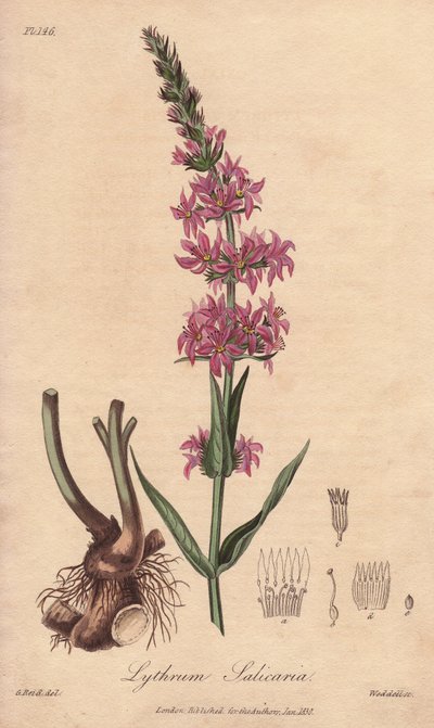 Loosestrife (Lythrum salicaria) - ジョン・チャーチルによってロンドンで1年に出版されたジョン・ステファンソンとジェームズ・モース・チャーチルによる「医学植物学、ロンドン、エディンバラ、ダブリンの薬用植物の説明」の挿絵のためにウィリアム・クラークが描いた強い水。 作： Unbekannter Künstler