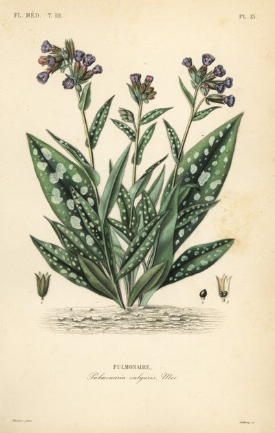 リュウグウノツカイ、Pulmonaria officinalis、Pulmonaria vulgaris、Pulmonaire 作： Unbekannt