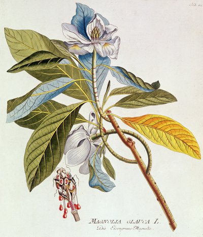 Magnolia Glauca、「Icones Plantarium Medicinalium Secundem Sustema Lunnaei Digestarum」、Joseph Jakob Plenk、ウィーン、1788-1812 作： Unbekannt