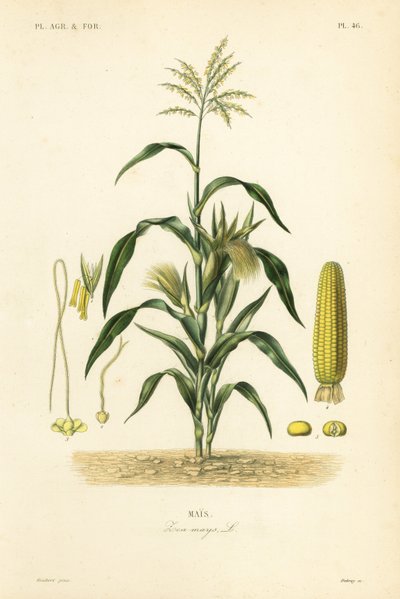 Maizeまたはcorn, Zea mays, Mais 作： Unbekannt