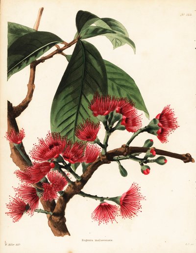 マレーバラリンゴ、Syzygium malaccense (Eugenia malaccensis)。ロンドン、ハックニーにあるコンラッド・ロディゲスの植物キャビネット所蔵のウィリアム・ミラーの図版をもとにジョージ・クックが手彩色した銅版画。 作： Unbekannter Künstler