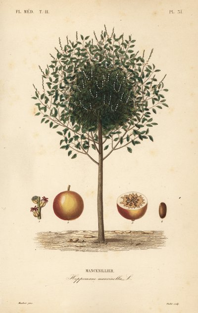 Manchineel or manchioneel tree, Hippomane mancinella, Mancenillier 作： Unbekannt