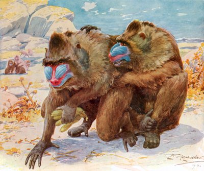 マンドリル1910年発行のBibby