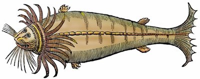 海洋生物、「アルドロヴァンディが望む正確な全動物史（Paralipomena accuratissima historiae omnium animalium quae in voluminibus Aldrovandi desiderantur/Bartholomaeus Ambrosinus... summo labore collegit; Marcus Antonius Berna bibliopola bononiensis proprietaryis sumptibus i）」より引用。 作： Unbekannter Künstler