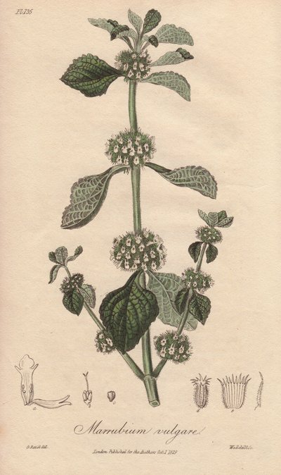 マルビウム・バルガレ（Marrubium vulgare） - ジョン・チャーチルによってロンドンで出版されたジョン・ステファンソンとジェームズ・モルス・チャーチルによる「Medical Botanical, Description of Medicinal Plants of London, Edinburgh and Dublin（ロンドン、エディンバラ、ダブリンの薬用植物の医学的植物学的記述）」の挿絵のためにウィリアム・クラークによって作られた強い水。 作： Unbekannter Künstler