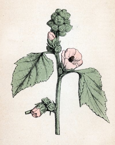 Marshmallow officinale (Althaea officinalis) (White Mallow) (マシュマロウ、マーシュマロウ) Paul Hariot著 "Atlas colorie des plantes medicinales" より 植物図版 作： Unbekannter Künstler