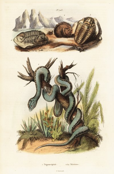 マルティニカンのマムシと絶滅した三葉虫。 作： Unbekannter Künstler