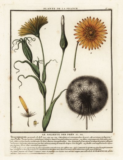 メドウサルシファイ、Tragopogon pratensis。 作： Unbekannter Künstler