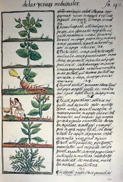 ナワティ語で書かれた薬用植物。ベルナルディーノ・デ・サハグンの「新スペインの物の歴史」（フィレンツェ写本）の複製品。 作： Benjamin Baud
