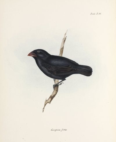 ミディアム グラウンド フィンチ、ガラパゴス諸島、1832～1836 年頃 作： Unbekannter Künstler