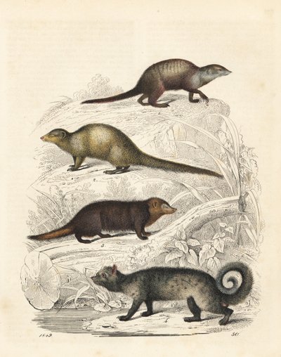ミーアキャット、Suricata suricatta 1、インディアン・グレー・マングース、Herpestes edwardsii 2、クシマンセ、Crossarchus obscurus 3、アジアン・パーム・シベット、Paradoxurus hermaphroditus 4。手彩色リトグラフ、カール・ホフマン著『世界の本』より、シュトゥットガルト。 作： Unbekannter Künstler