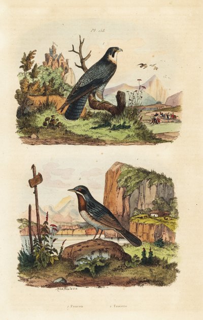 Merlin, Falco columbarius, Moltoni