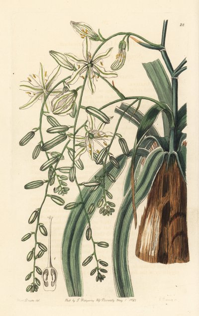 メキシカンソープハーブ - 波状葉のソーププラント、Chlorogalum pomeridianum var. divaricatum (Straggling star of bethlehem, Ornithogalum divaricatum)。エドワーズの「植物図鑑」に掲載されたサラ・ドレイク嬢の挿絵をもとに、ジョージ・バークレイが手彩色した銅版画。 作： Unbekannter Künstler