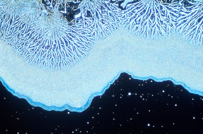 顕微鏡写真（光） コロイダルシリカ、光顕微鏡写真 作： Unbekannt